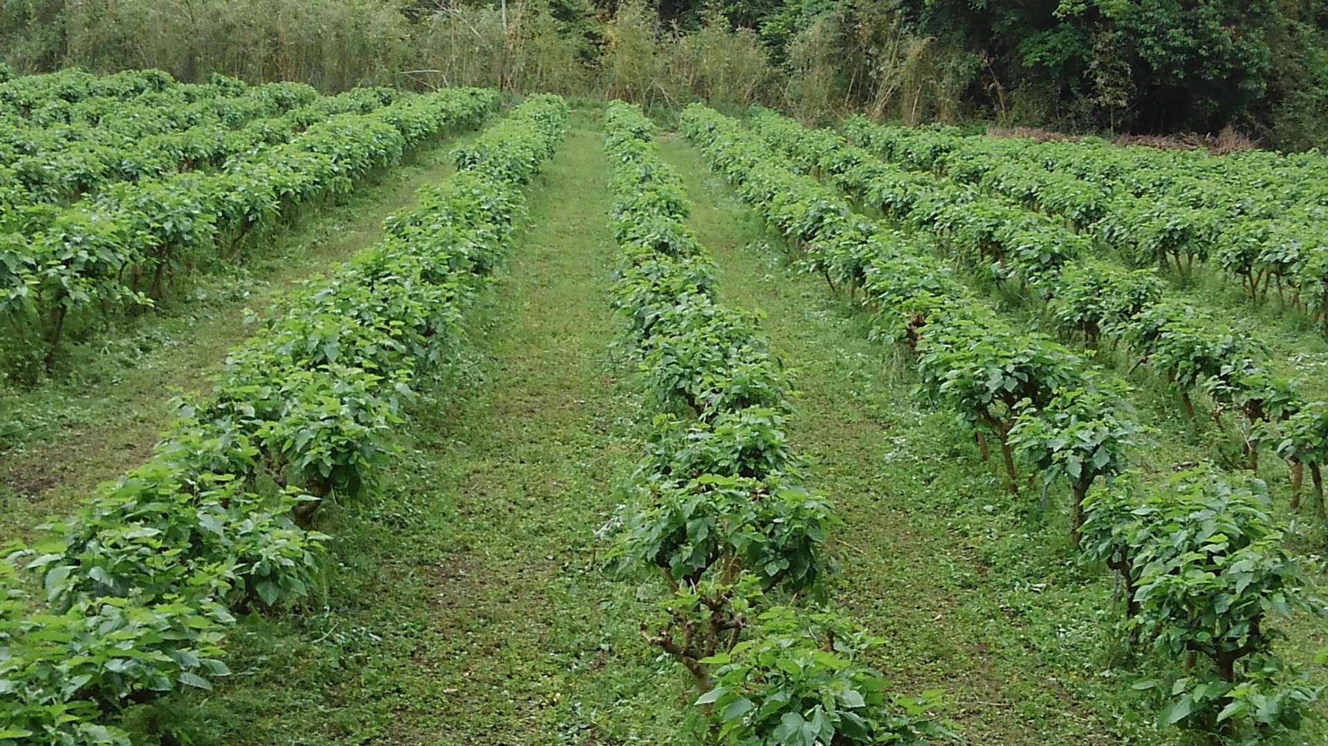 新芽が出ました(安心 桑茶)